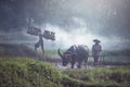 Farmer using buffalo plowing rice field Royalty Free Stock Photo