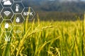 Farmer using computer control for management in the rice field