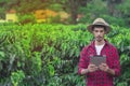 Farmer using digital tablet computer in cultivated coffee field plantation. Modern technology application in agricultural growing Royalty Free Stock Photo