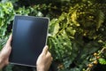 Farmer using digital tablet computer in cultivated coffee field plantation. Modern technology application in agricultural growing Royalty Free Stock Photo