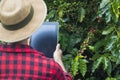 Farmer using digital tablet computer in cultivated coffee field plantation Royalty Free Stock Photo