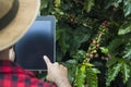 Farmer using digital tablet computer in cultivated coffee field plantation Royalty Free Stock Photo