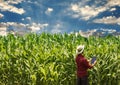 Farmer using digital tablet computer in cultivated corn field Royalty Free Stock Photo