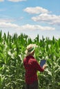 Farmer using digital tablet computer in cultivated corn field plantation Royalty Free Stock Photo