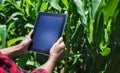 Farmer using digital tablet computer in cultivated corn field plantation Royalty Free Stock Photo