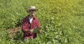 Farmer using digital tablet computer in cultivated soybean field Royalty Free Stock Photo