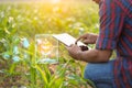 Farmer using digital tablet in corn crop cultivated field with smart farming interface icons and light flare sunset effect. Smart