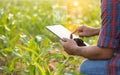 Farmer using digital tablet in corn crop cultivated field with smart farming interface icons and light flare sunset effect. Smart Royalty Free Stock Photo