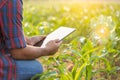 Farmer using digital tablet in corn crop cultivated field with smart farming interface icons and light flare sunset effect. Smart Royalty Free Stock Photo