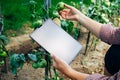 Farmer using digital tablet to check tomato plants. Innovative agricultural technologies concept