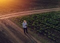 Farmer using drone in sugar beet crop field Royalty Free Stock Photo