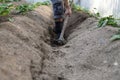 Farmer using hoe create a ridge in greenhouse Royalty Free Stock Photo