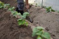 Farmer using a hoe create ridge in greenhouse Royalty Free Stock Photo