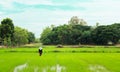 farmer using manure spreader in rice field. man spraying fertilizer in the farm to increase productivity in rice fields