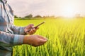 farmer using mobile checking report of agriculture