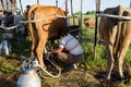 Farmer using new technologies in milking cows Royalty Free Stock Photo