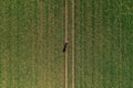 Farmer using remote controller to fly the agricultural drone and observe the cultivated wheat field