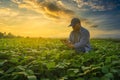 Farmer using smartphone in mung bean garden with light shines sunset, modern technology concept