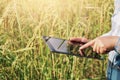 farmer using tablet technology inspecting rice growing