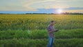 Farmer using technology to analyse sunflower quality, agricultural engineer Royalty Free Stock Photo