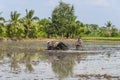 Farmer using tiller tractor in rice field Royalty Free Stock Photo