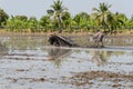 Farmer using tiller tractor in rice field Royalty Free Stock Photo