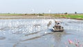 Farmer are using tractors to plow the fields with pelicans