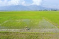 Farmer using a wooden harrow to plows rice field Royalty Free Stock Photo