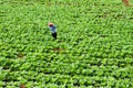 Farmer and vegetable plot. Royalty Free Stock Photo