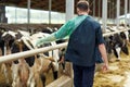 Farmer in veterinary glove with cows on dairy farm