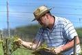 Farmer in the vineyard Royalty Free Stock Photo