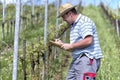 Farmer in the vineyard Royalty Free Stock Photo