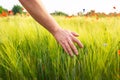 A farmer walking across the field checks the wheat harvest with his hand. Agriculture, farming, agricultural products Royalty Free Stock Photo