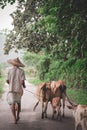 Farmer walking with cows in jungle