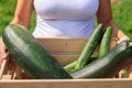 Farmer walking through the field with carte full of fresh harvest. Royalty Free Stock Photo