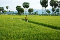 Farmer walking on green rice field