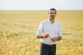 Farmer walking through a green wheat field on windy spring day and examining cereal crops Royalty Free Stock Photo