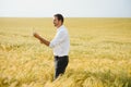 Farmer walking through a green wheat field on windy spring day and examining cereal crops Royalty Free Stock Photo
