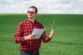 Farmer walking through a green wheat field on windy spring day and examining cereal crops Royalty Free Stock Photo