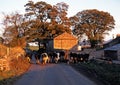 Farmer walking a herd of cows, Wensleydale.