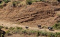 Farmer walking with his cattle, zebu