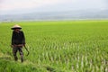 A farmer walking on his rice field