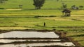 Farmer walking in the paddy field