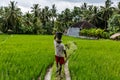 Farmer walking on rice field in asia