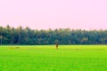 A Farmer walking in a Rice field from India