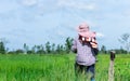 A farmer walking in rice field. Royalty Free Stock Photo