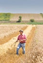 Farmer walking in wheat field in harvest time