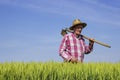 Farmer walking through wheat field on sunny day Royalty Free Stock Photo