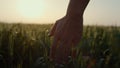 Farmer walking wheat field in sunset close up. Man checking harvest evening time Royalty Free Stock Photo