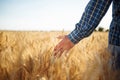 Farmer walks through the field touching wheat sprouts with his hand. Man checking wheat crop by holding the ears spikelets of the Royalty Free Stock Photo